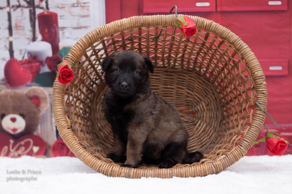 Du Royaume De B’Oxie - Chiot disponible  - Berger Belge