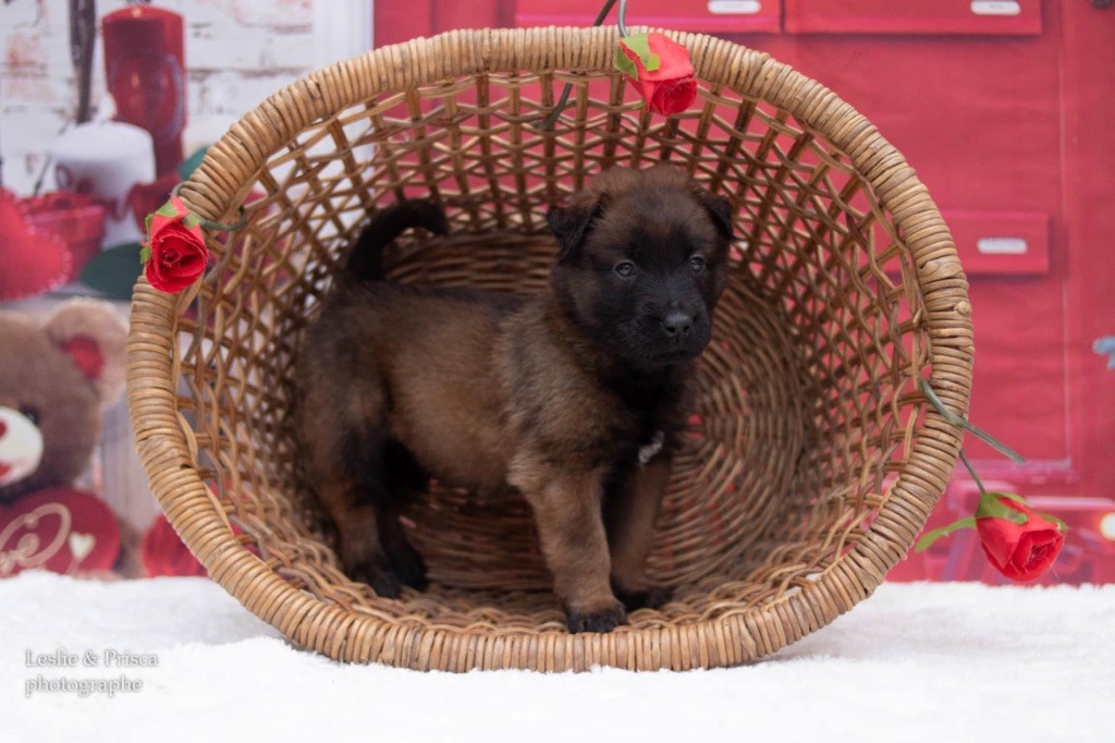 Du Royaume De B’Oxie - Chiot disponible  - Berger Belge