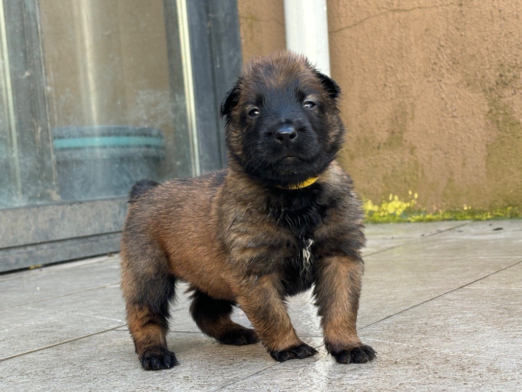 Du Royaume De B’Oxie - Chiot disponible  - Berger Belge