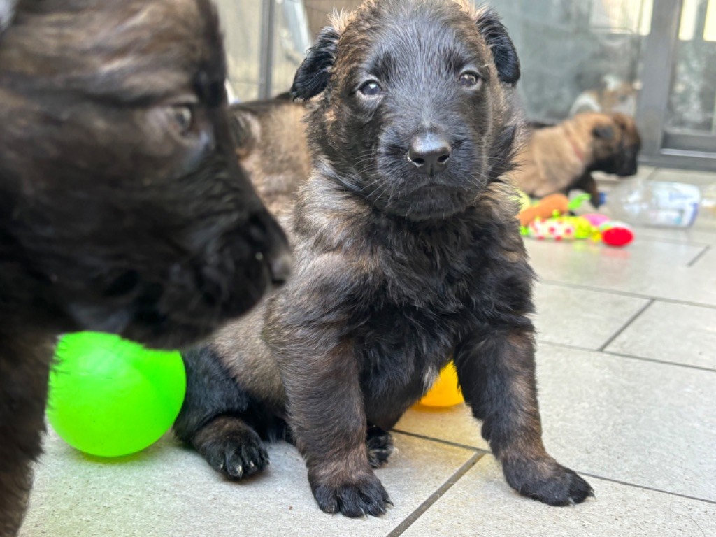 Du Royaume De B’Oxie - Chiot disponible  - Berger Belge