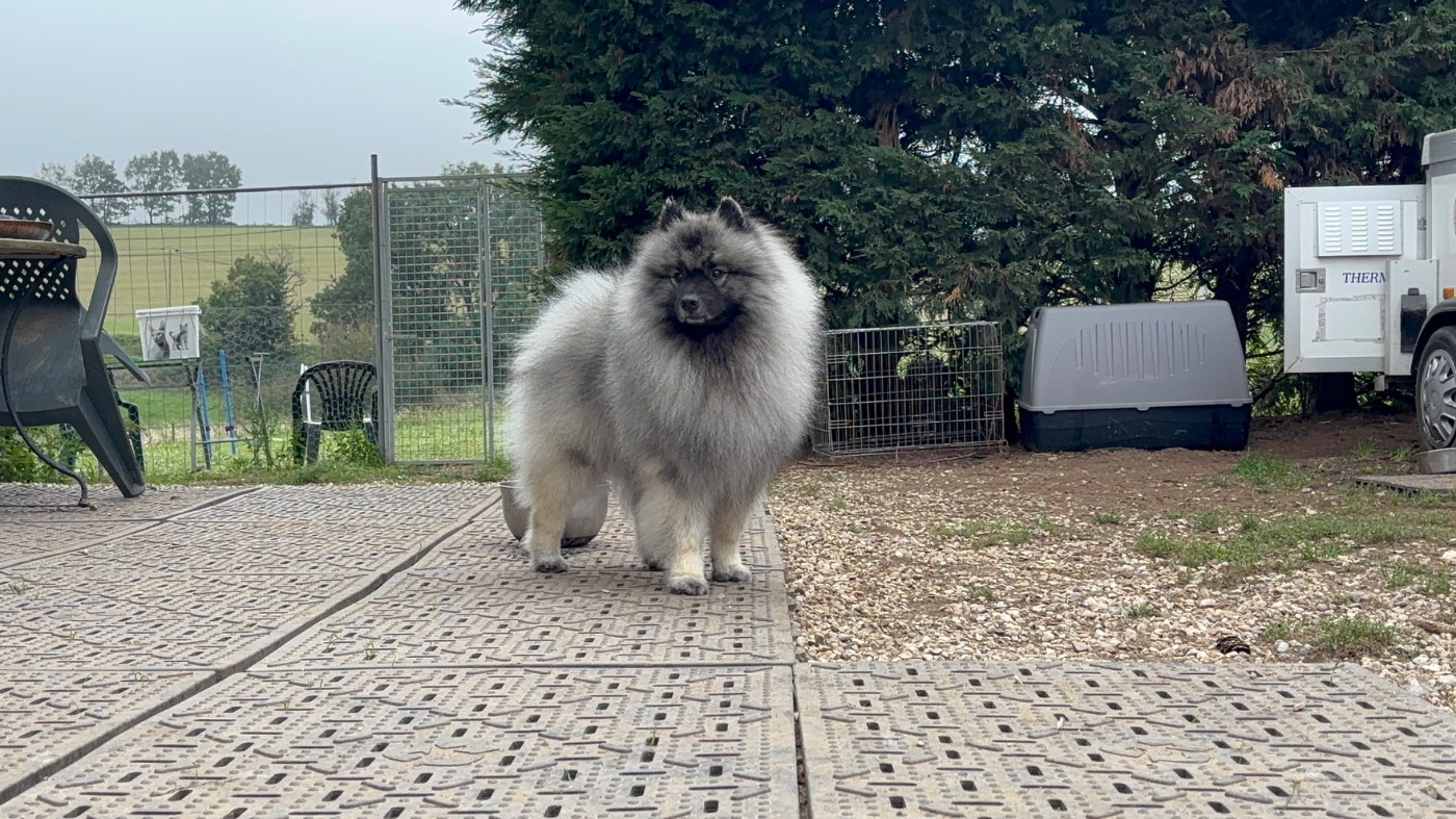 CH. Unicorn legend hades De La Lumière D'Héméra