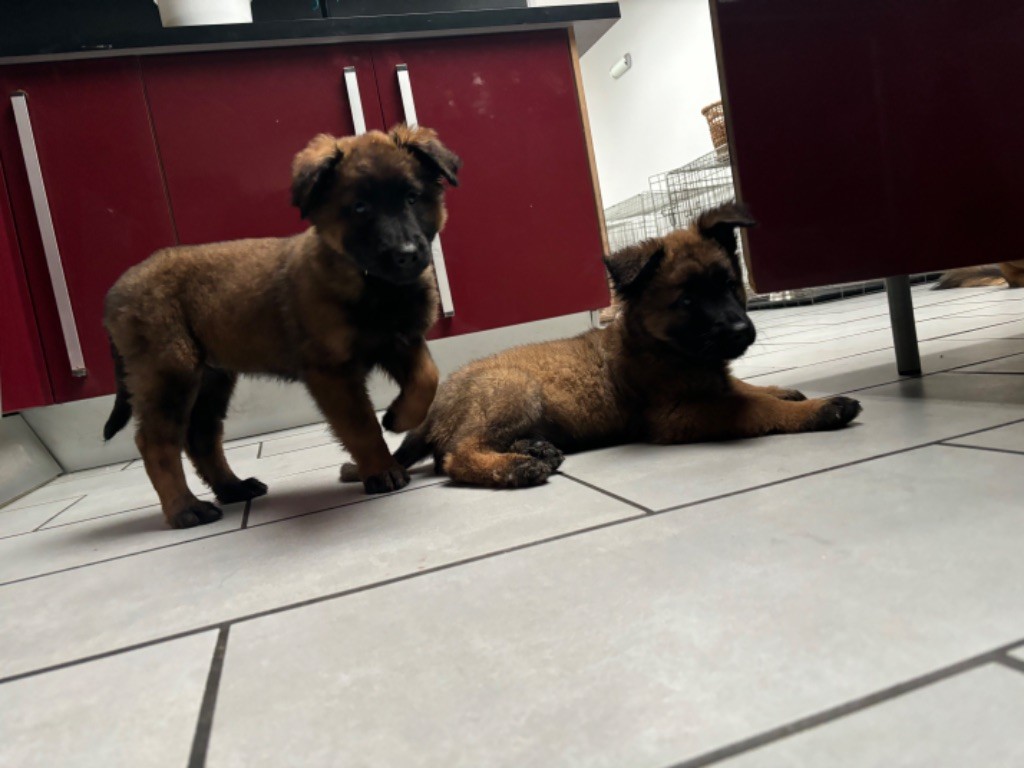 Du Royaume De B’Oxie - Chiots disponibles - Berger Belge