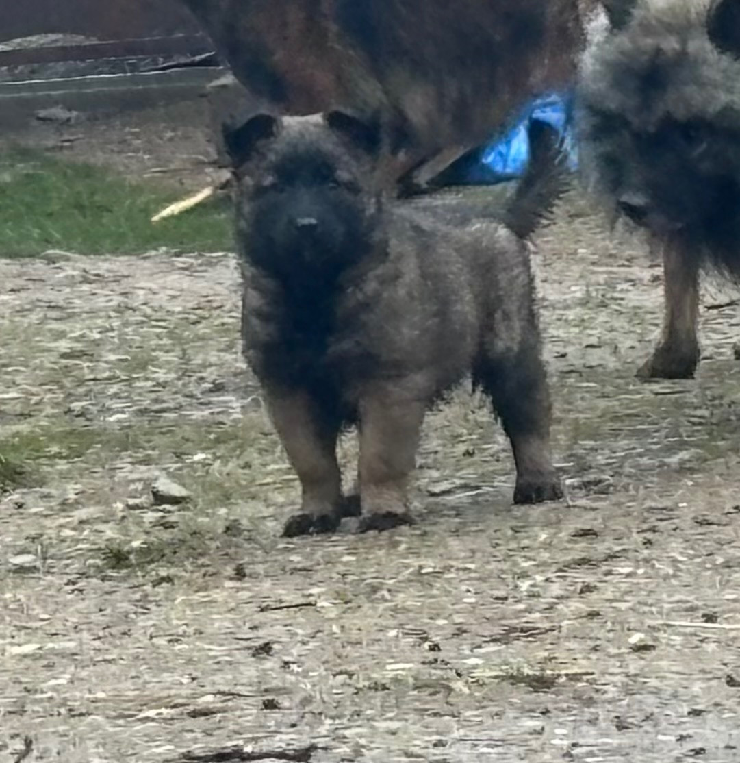 Du Royaume De B’Oxie - Chiots disponibles - Berger Belge