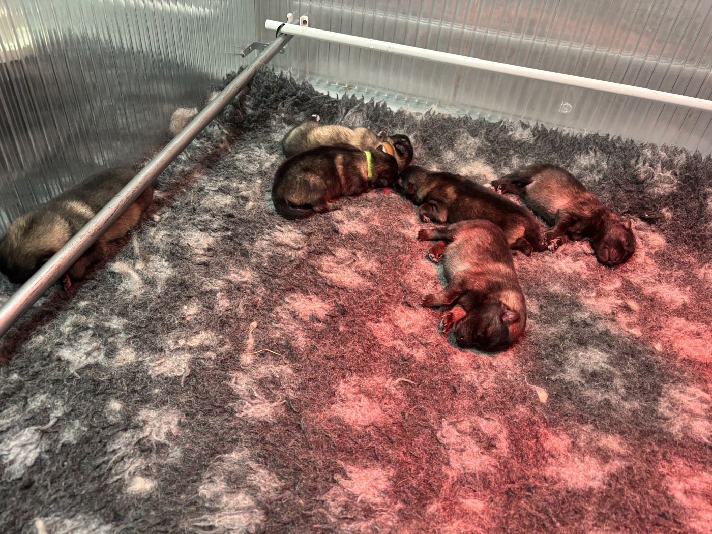 Du Royaume De B’Oxie - Spitz allemand - Portée née le 12/02/2026