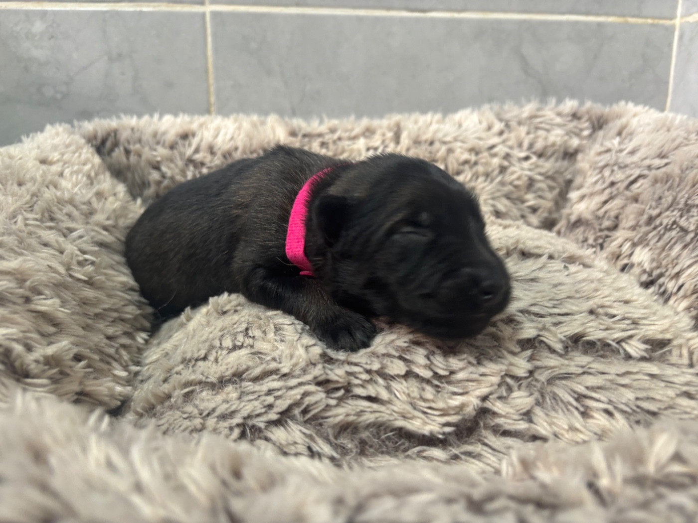 Du Royaume De B’Oxie - Chiots disponibles - Berger Belge