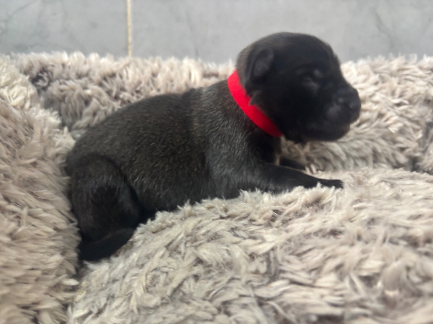 Du Royaume De B’Oxie - Chiots disponibles - Berger Belge