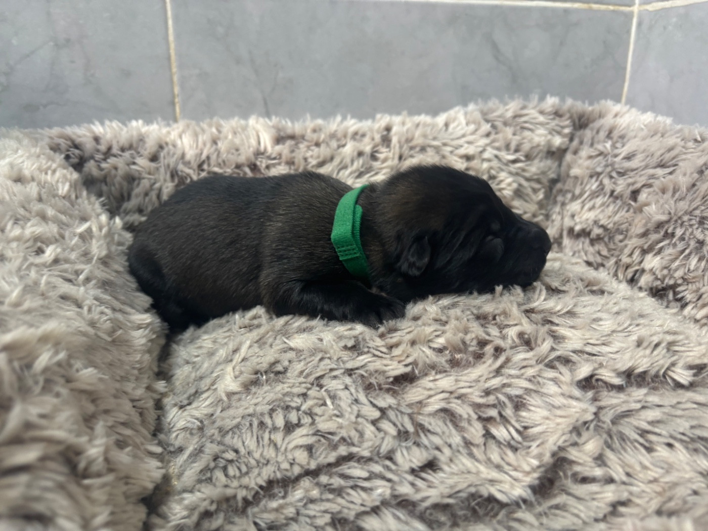 Du Royaume De B’Oxie - Chiots disponibles - Berger Belge