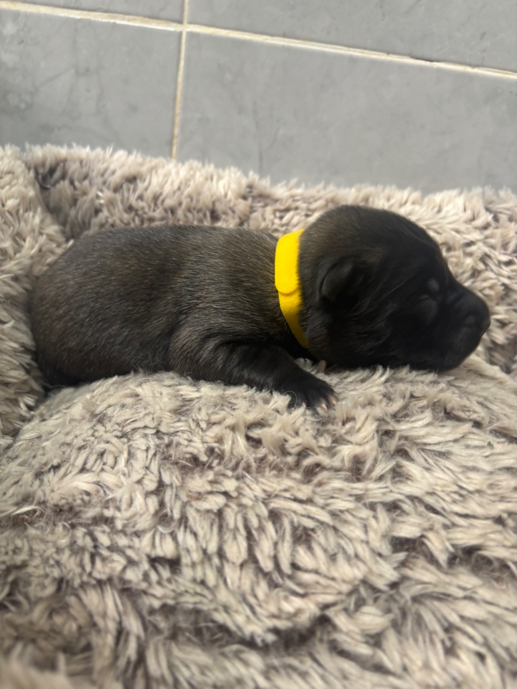 Du Royaume De B’Oxie - Chiots disponibles - Berger Belge