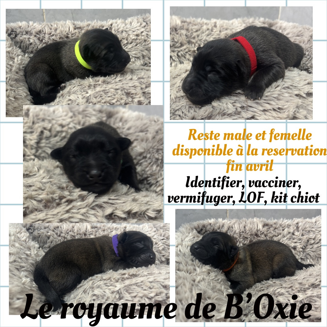 Du Royaume De B’Oxie - Berger Belge - Portée née le 28/02/2026