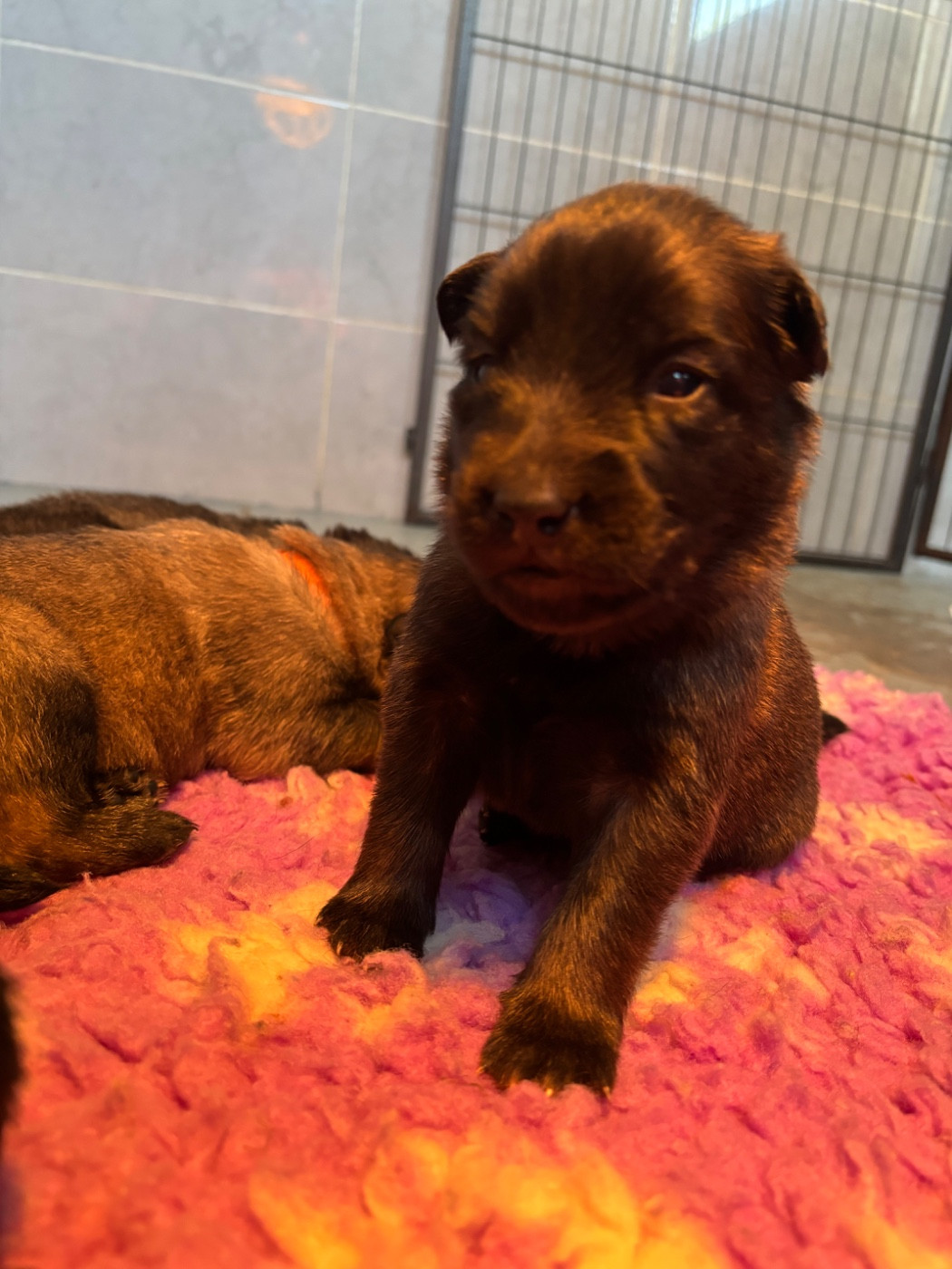 Du Royaume De B’Oxie - Chiots disponibles - Berger Belge