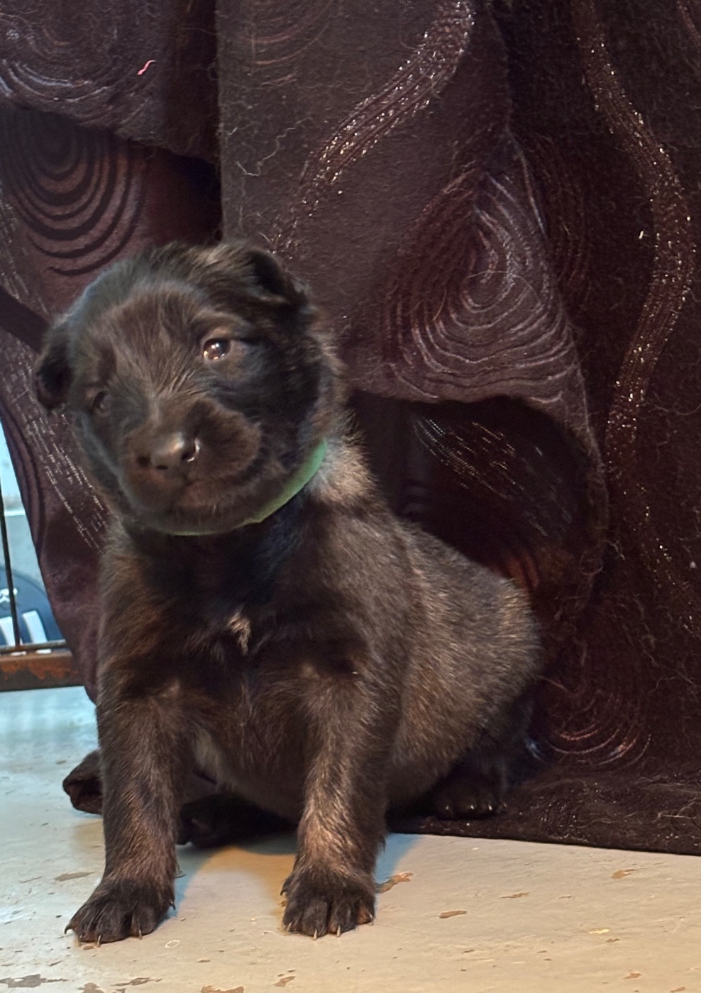 Du Royaume De B’Oxie - Chiots disponibles - Berger Belge