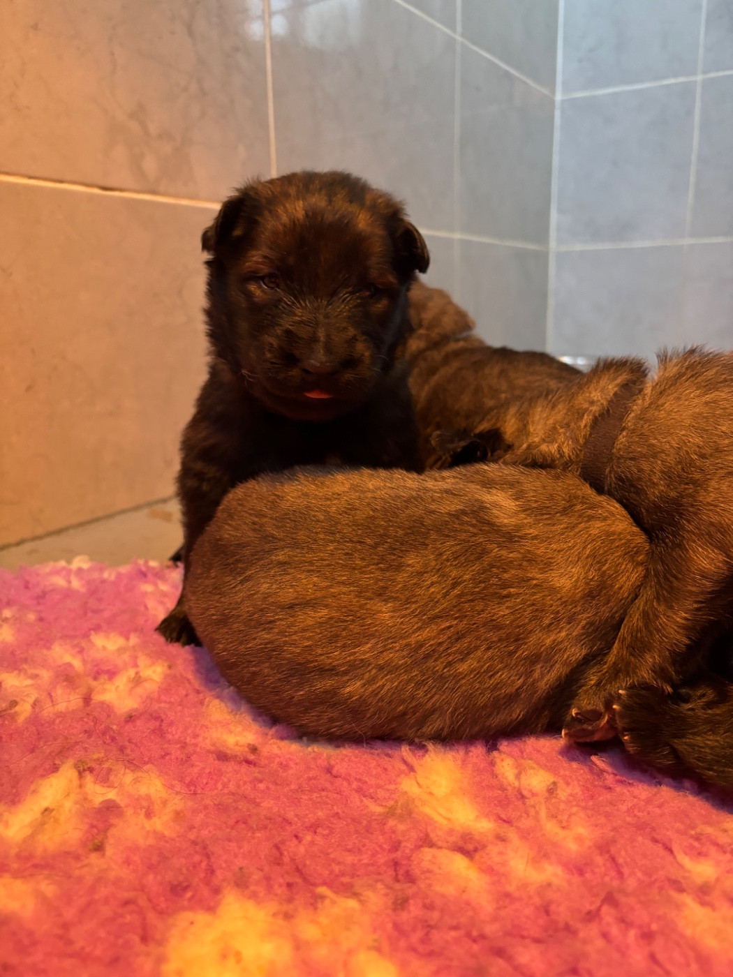 Du Royaume De B’Oxie - Chiots disponibles - Berger Belge