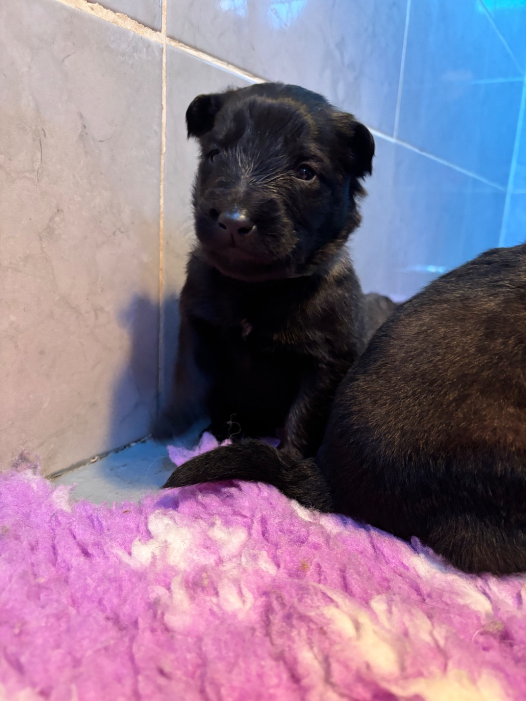 Du Royaume De B’Oxie - Chiots disponibles - Berger Belge