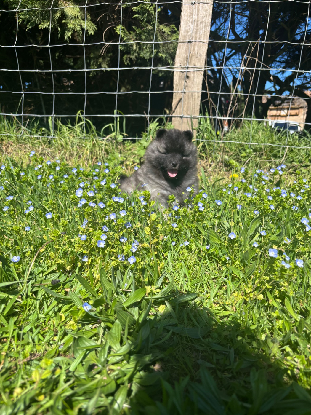 Du Royaume De B’Oxie - Chiots disponibles - Spitz allemand