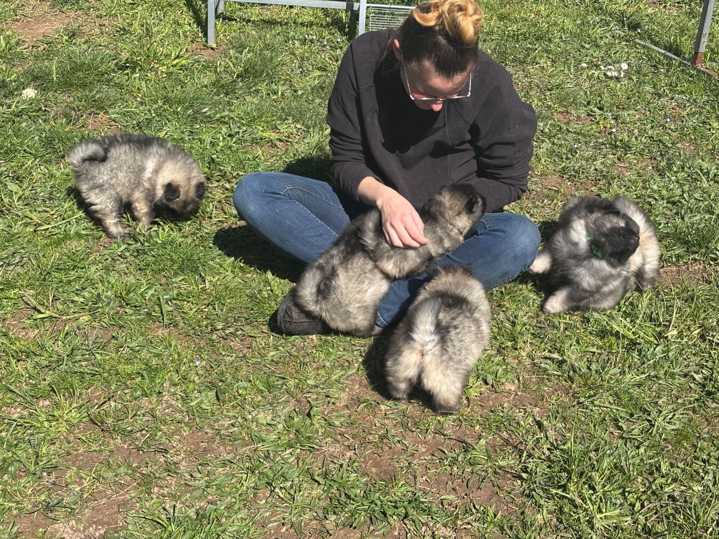 Chiot Spitz allemand Du Royaume De B’Oxie