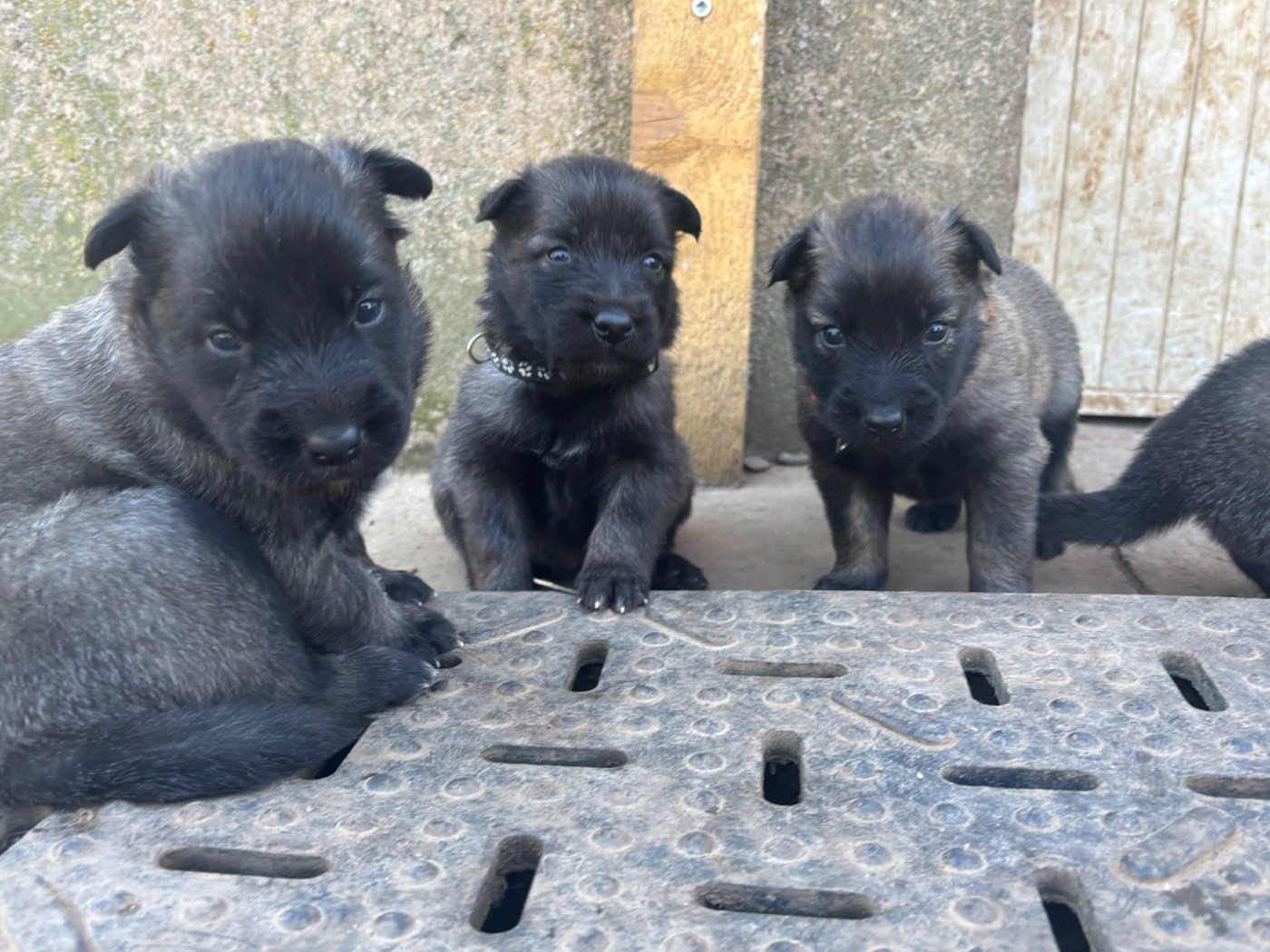 Du Royaume De B’Oxie - Chiots disponibles - Berger Belge
