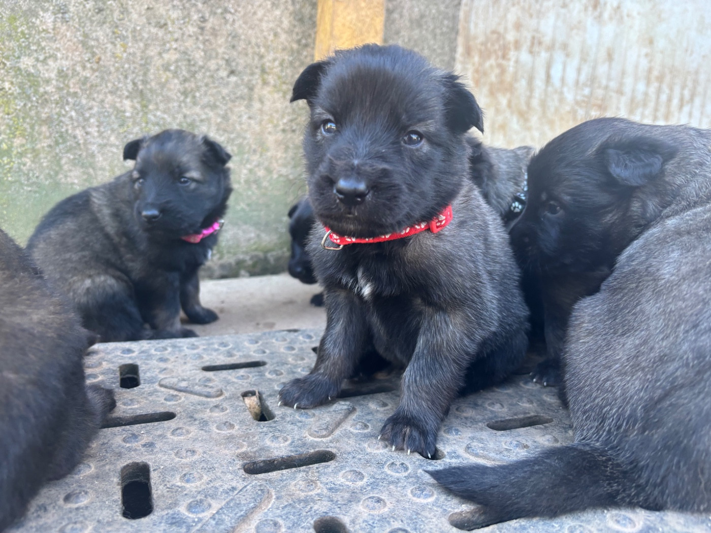Du Royaume De B’Oxie - Chiots disponibles - Berger Belge