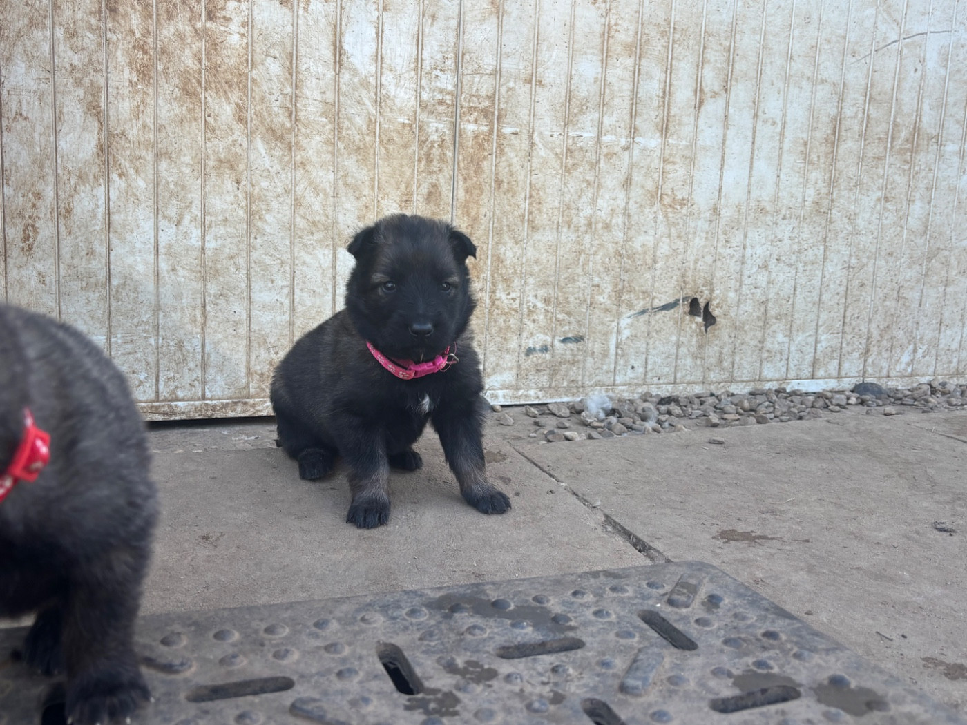 Du Royaume De B’Oxie - Chiots disponibles - Berger Belge