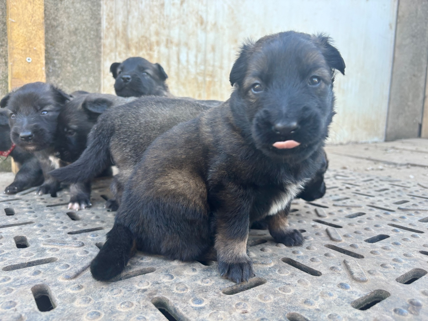 Du Royaume De B’Oxie - Chiots disponibles - Berger Belge