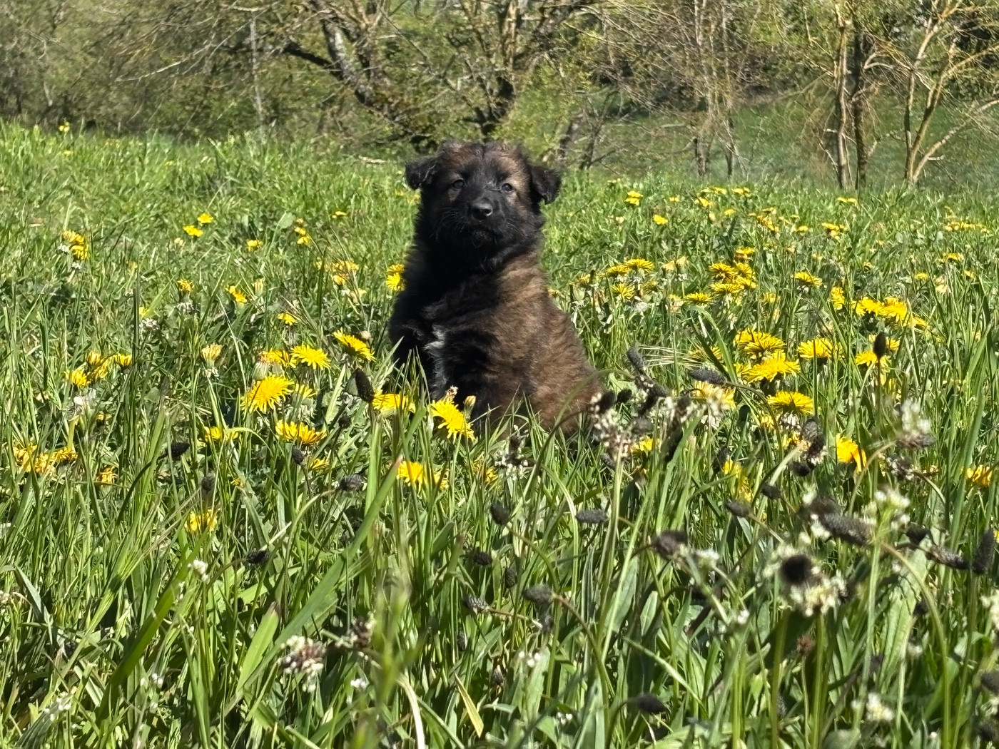 Du Royaume De B’Oxie - Chiots disponibles - Berger Belge