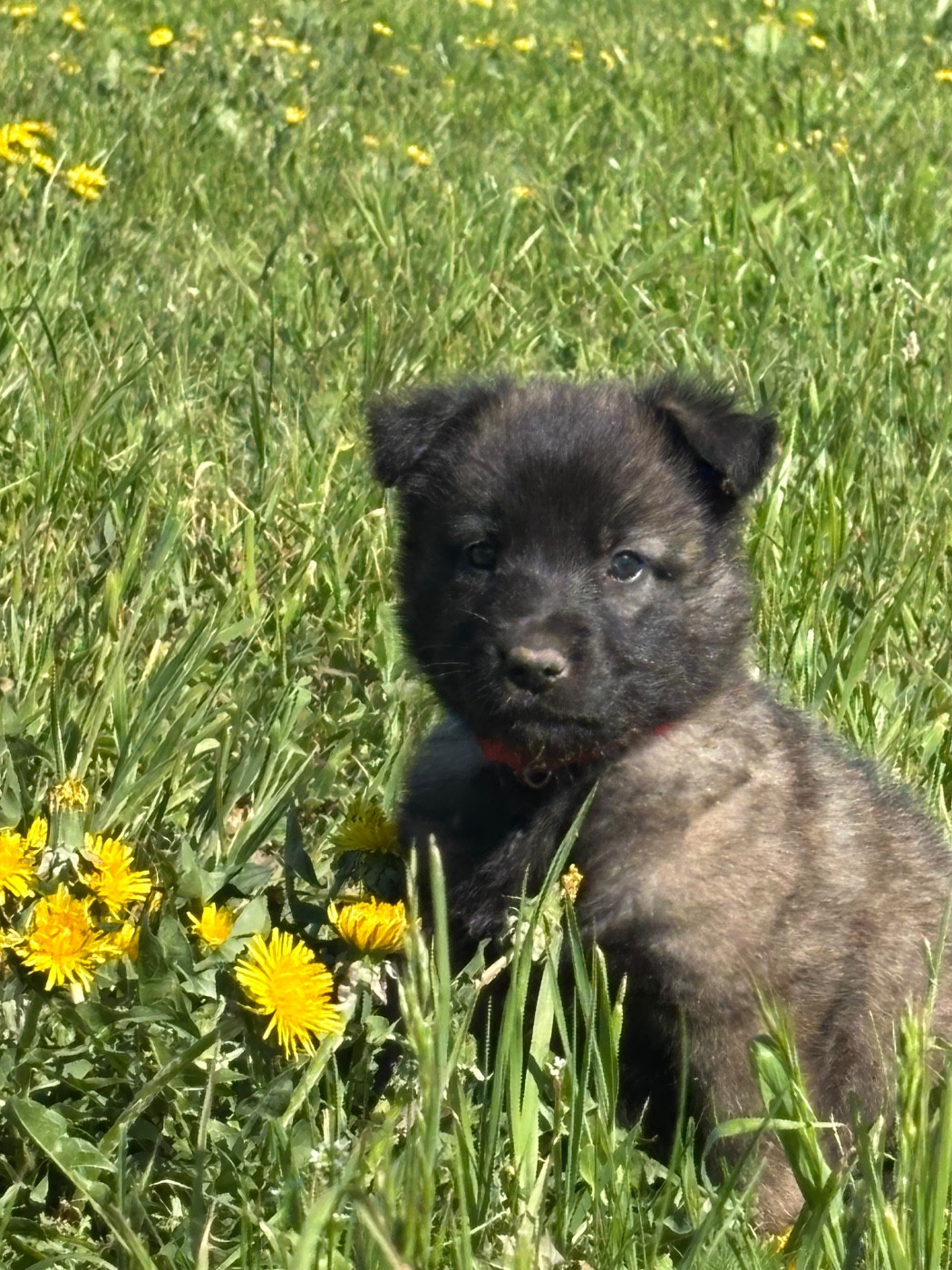 Du Royaume De B’Oxie - Chiots disponibles - Berger Belge