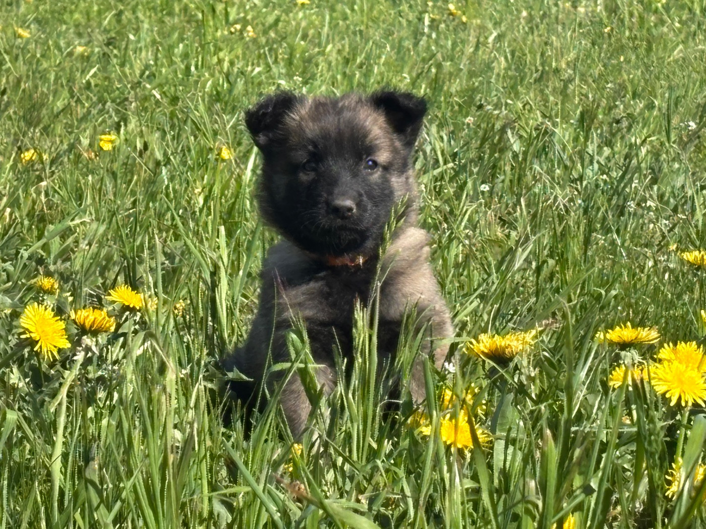 Du Royaume De B’Oxie - Chiots disponibles - Berger Belge