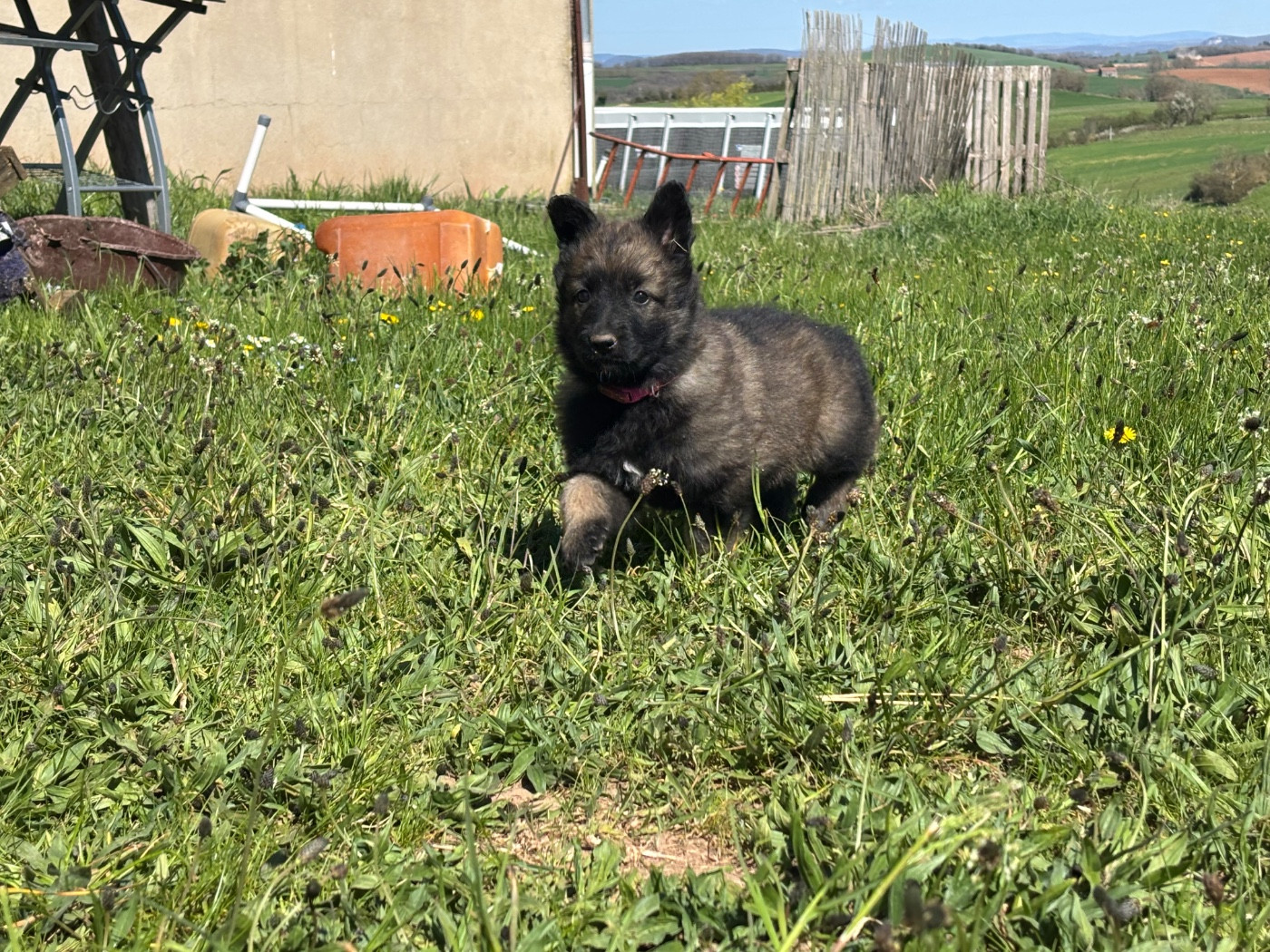 Du Royaume De B’Oxie - Chiots disponibles - Berger Belge