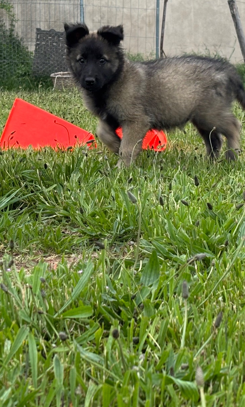 Du Royaume De B’Oxie - Chiots disponibles - Berger Belge