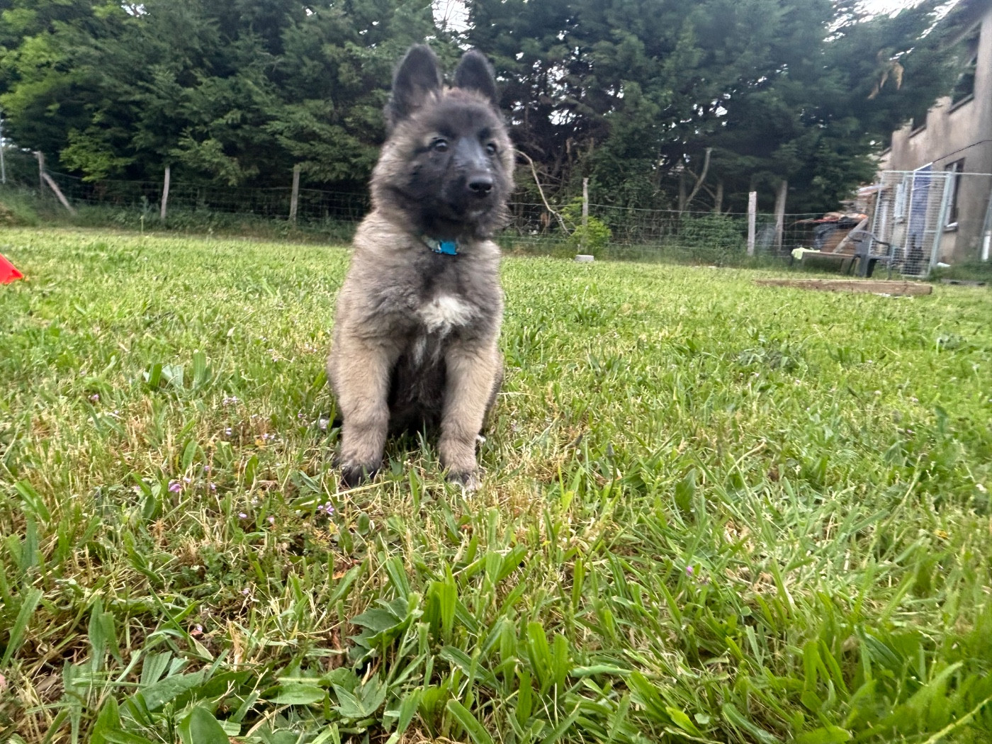 Du Royaume De B’Oxie - Chiots disponibles - Berger Belge
