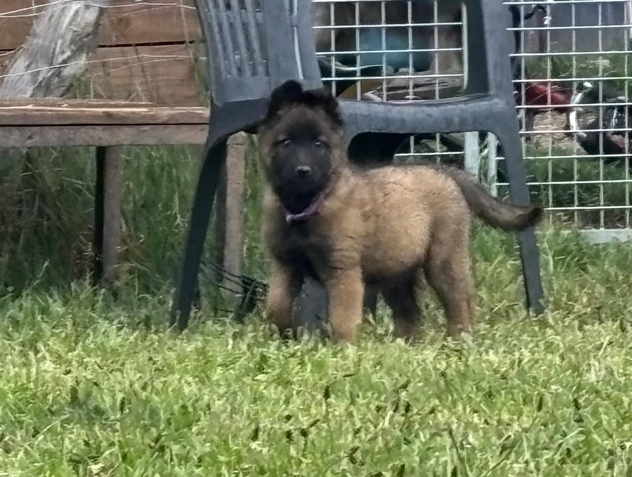 Du Royaume De B’Oxie - Chiots disponibles - Berger Belge