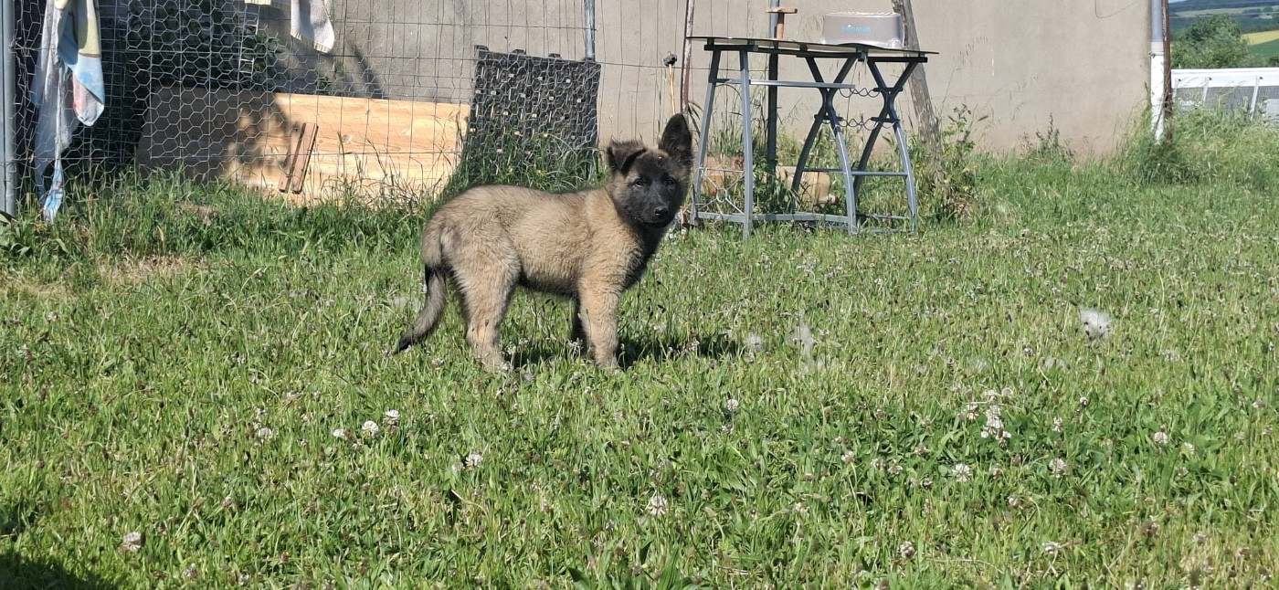 Du Royaume De B’Oxie - Chiots disponibles - Berger Belge