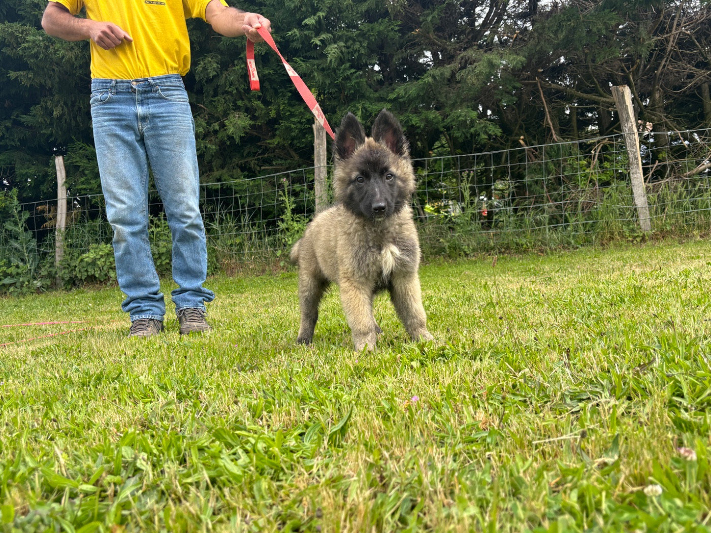 Du Royaume De B’Oxie - Chiots disponibles - Berger Belge