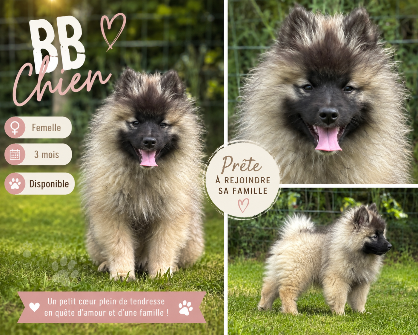 Du Royaume De B’Oxie - Chiots disponibles - Spitz allemand