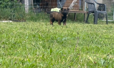 CHIOT 2