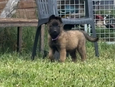 CHIOT 6